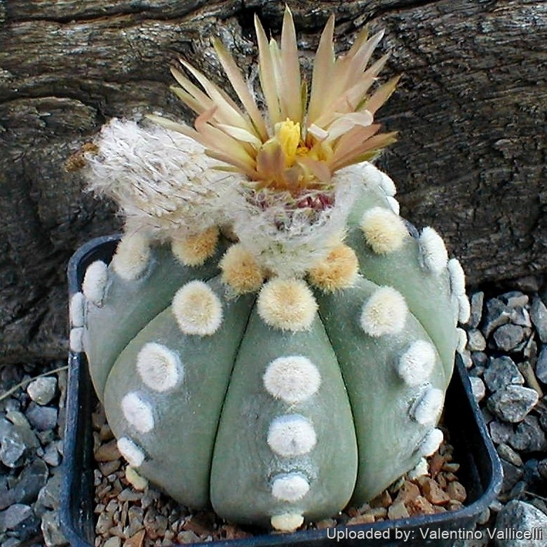 ポケモン　Flowers in full bloom キャニスター ポケモン Flowers in full bloom キャニスター Floral Crown